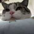 ͷ��