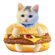 ͷ��