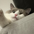 ͷ��