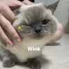 ͷ��