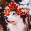 ͷ��