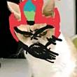 ͷ