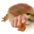 ͷ��