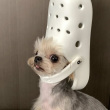 ͷ��