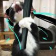 ͷ��