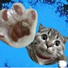 ͷ