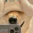ͷ��