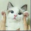 ͷ
