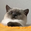 ͷ
