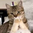 ͷ��