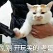ͷ