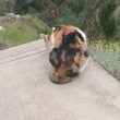 ͷ��