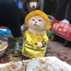 ͷ��
