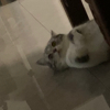 ͷ��