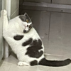 ͷ