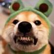 ͷ��