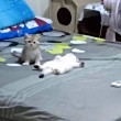 ͷ