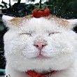 ͷ