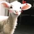ͷ