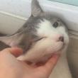 ͷ��