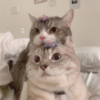 ͷ��