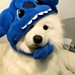 ͷ