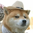 ͷ