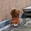 ͷ��