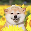 ͷ