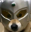 ͷ��