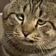 ͷ