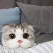 ͷ��