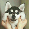 ͷ