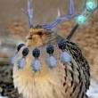 ͷ