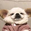 ͷ