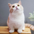 ͷ��
