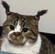 ͷ