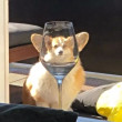 ͷ