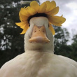 ͷ��
