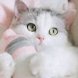 ͷ��