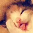 ͷ��