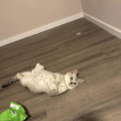 ͷ��