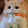 ͷ