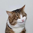 ͷ