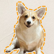 ͷ��