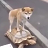ͷ