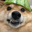 ͷ
