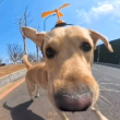 ͷ��