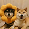 ͷ