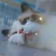 ͷ��